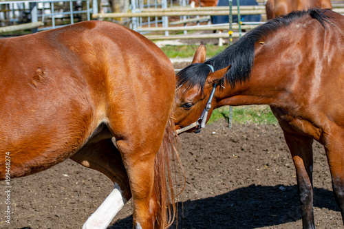 Pferde beschnuppern sich gegenseitig