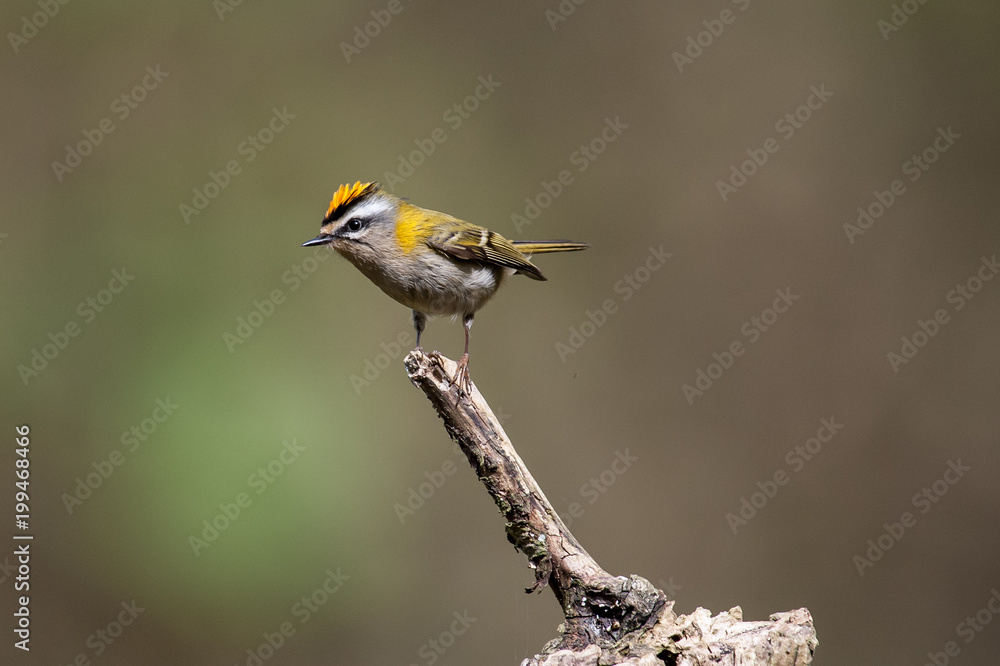 Sommergoldhähnchen Sommergoldhähnchen