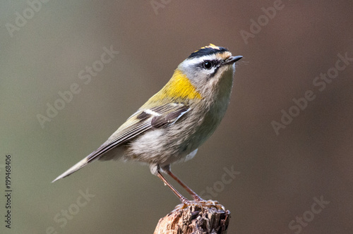 Sommergoldhähnchen photo