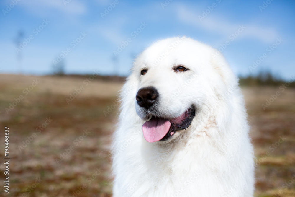 Portrait of gorgeous maremma sheepdog. Close-up image of Big white fluffy maremmano abruzzese dog posing in the field on a sunny day in summer Portrait of gorgeous maremma sheepdog. Close-up image of Big white fluffy maremmano abruzzese dog posing in the field on a sunny day in summer