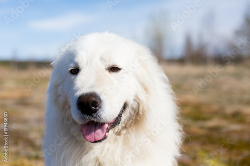 Portrait of adorable maremma sheepdog. Close-up image of Big white fluffy maremmano abruzzese dog posing in the field on a sunny day in summer photo