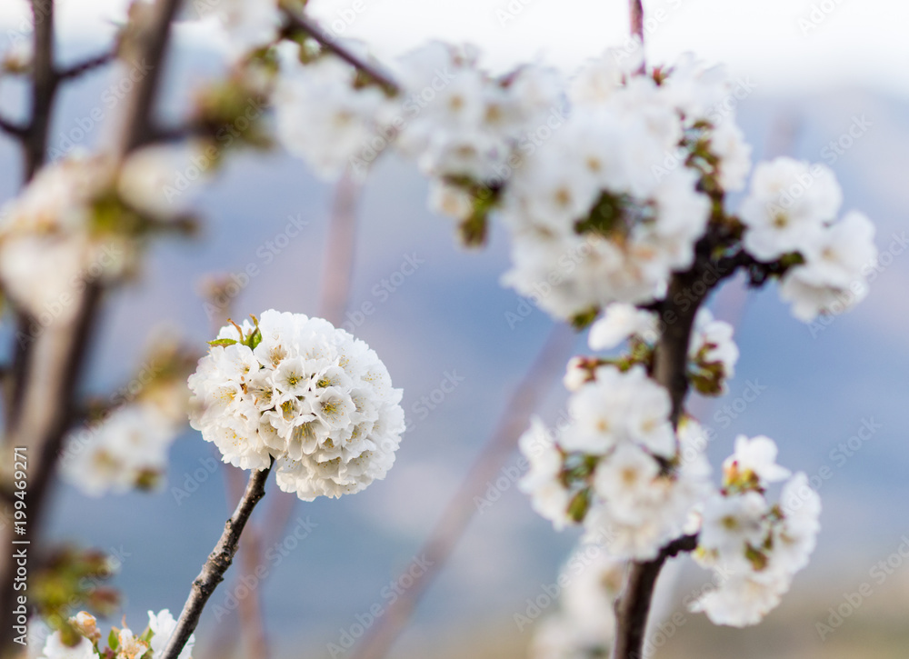 Cherry Blossom at the Jerte Valley, Extremadura, Spain.