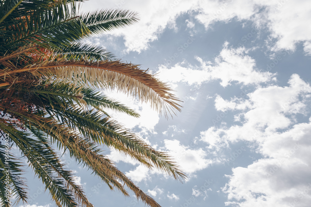 palm trees against blue sky. palm tree leaves at tropical coast, vintage toned and stylized, coconut tree,summer tree ,retro, ideal background. enough room for copy, space and text palm trees against blue sky. palm tree leaves at tropical coast, vintage toned and stylized, coconut tree,summer tree ,retro, ideal background. enough room for copy, space and text
