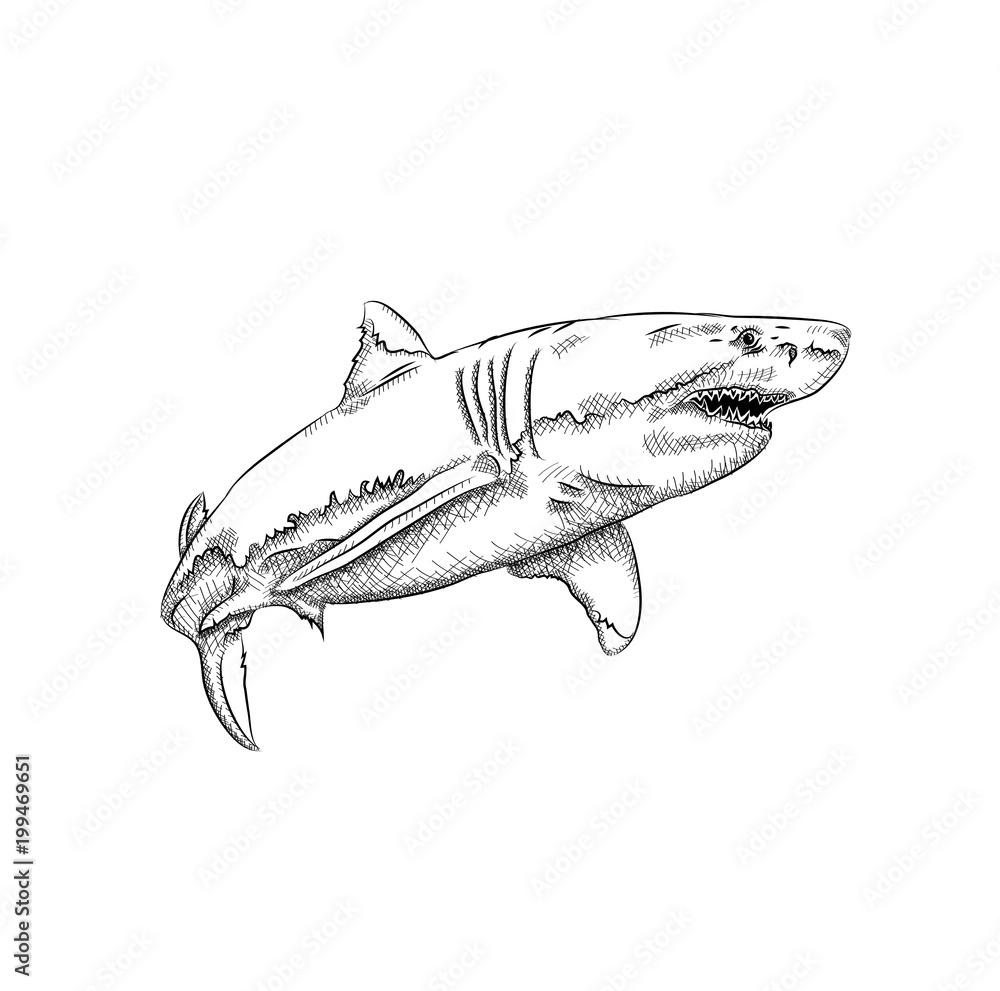 Naklejka premium shark in the sea. vector illustration