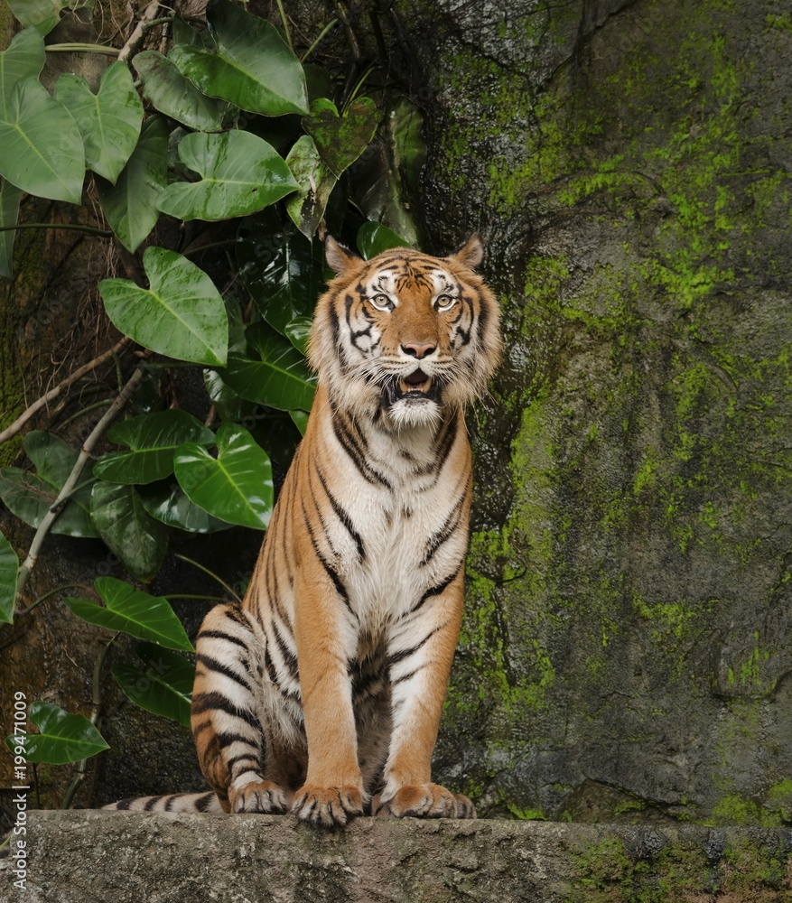 Fototapeta premium Tiger sitting watching a something on the rock