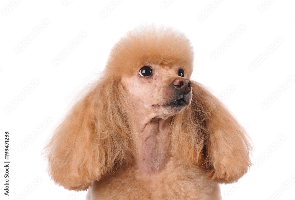 studio portrait of the dog on a white background studio portrait of the dog on a white background