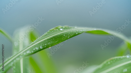 Water Drop On Green Leaf