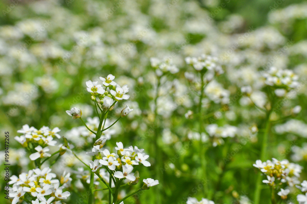Wildflowers on a meadow in springtime. Spring and summer background, white wild flowers Wildflowers on a meadow in springtime. Spring and summer background, white wild flowers