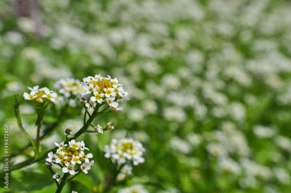 Wildflowers on a meadow in springtime. Spring and summer background, white wild flowers Wildflowers on a meadow in springtime. Spring and summer background, white wild flowers