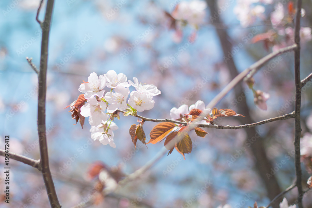Close-up image of Sakura blossom or pink cherry flower on a blue sky background in spring season in Japan