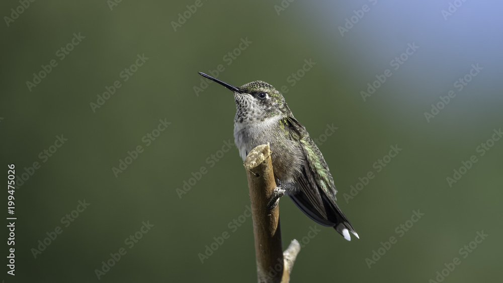 Fototapeta premium Take a Break