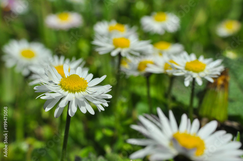 Beautiful white daisies flowers. Green grass and chamomiles in the nature 