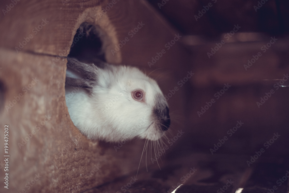 Rabbit in the cage. Breeding of domestic animals. Rabbit in the cage. Breeding of domestic animals.