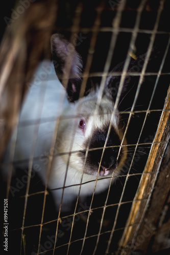 Rabbit in the cage. Breeding of domestic animals.