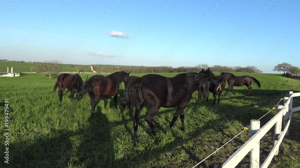 MURGESE HORSE. Italian equine breed of the Murge (Puglia, Italy), bred in the wild since the twentieth century in the old farms. Its origins date back to the era of Spanish domination.