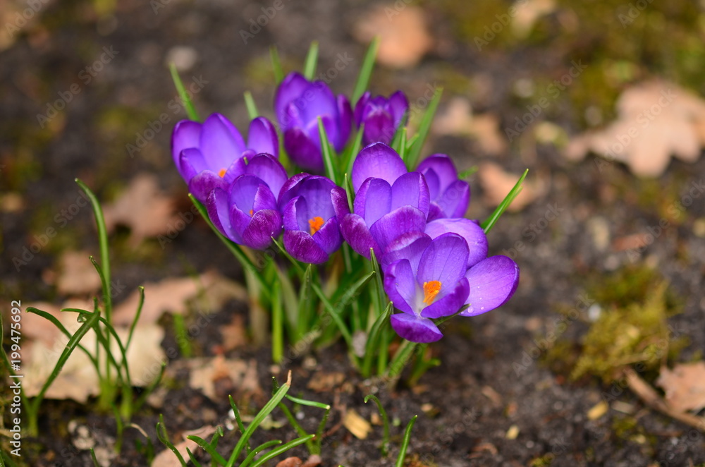 Fototapeta premium Blumen 18