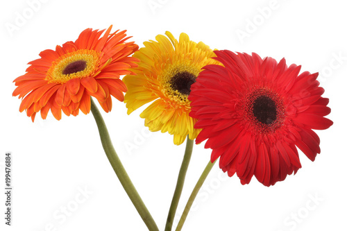 Red and yellow gerbera flower on white.