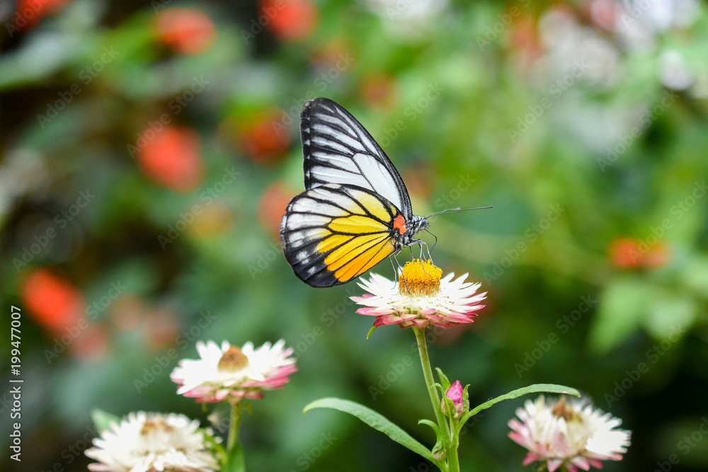 Closed up Butterfly on flower during hot day Closed up Butterfly on flower during hot day