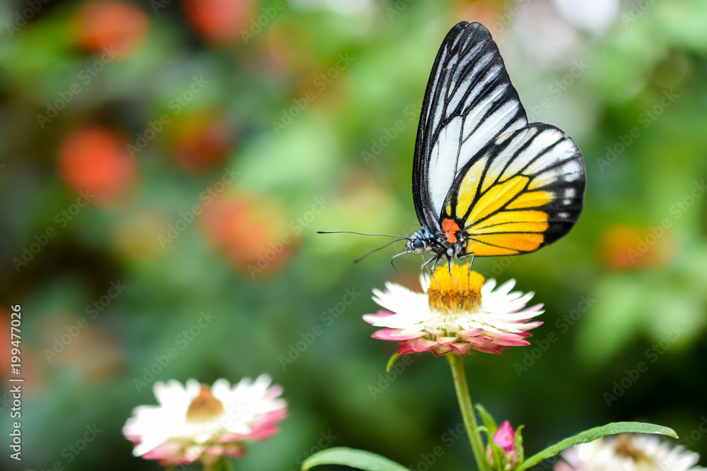 Closed up Butterfly on flower during hot day Closed up Butterfly on flower during hot day