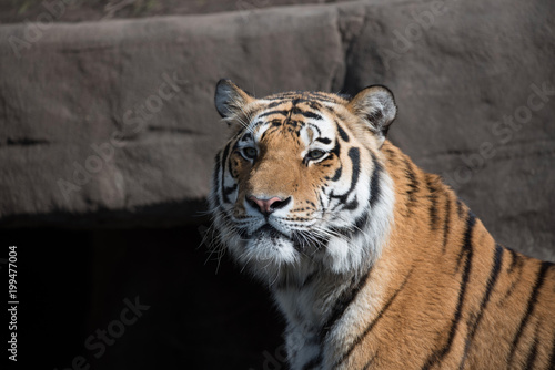 Fototapeta Naklejka Na Ścianę i Meble -  Sibirischer Tiger