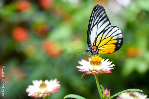 Closed up Butterfly on flower during hot day © azrisuratmin