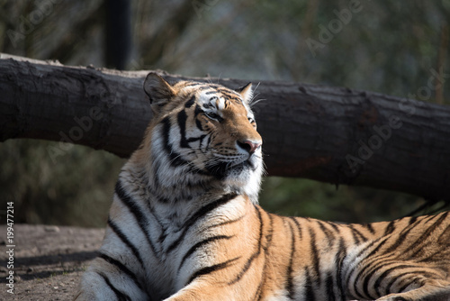Fototapeta Naklejka Na Ścianę i Meble -  Sibirischer Tiger