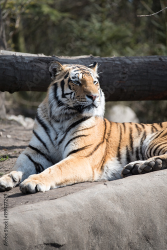 Fototapeta Naklejka Na Ścianę i Meble -  Sibirischer Tiger