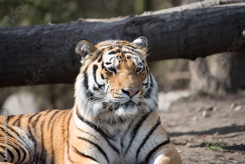 Fototapeta Naklejka Na Ścianę i Meble -  Sibirischer Tiger