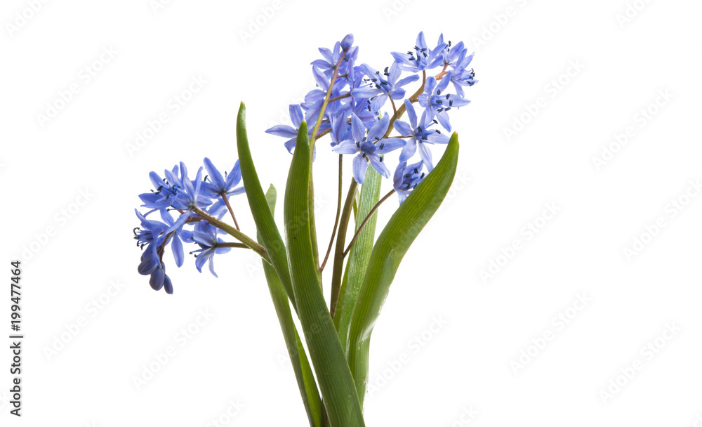 Fototapeta premium spring blue flowers isolated