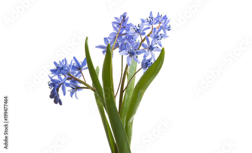 spring blue flowers isolated © ksena32