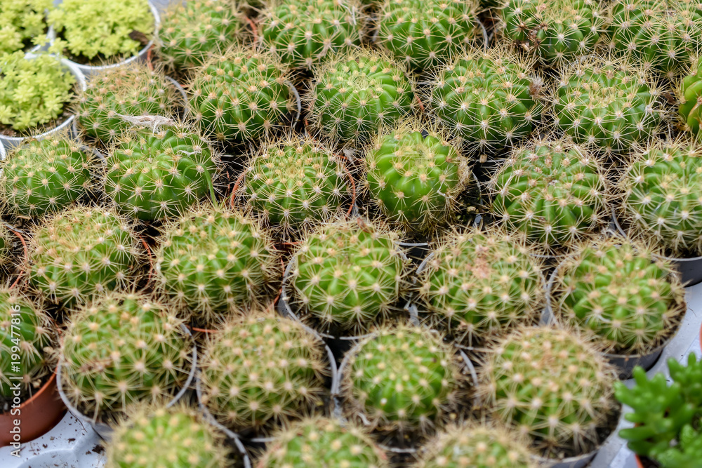varies cactus plant in the farm cameron highland. varies cactus plant in the farm cameron highland.