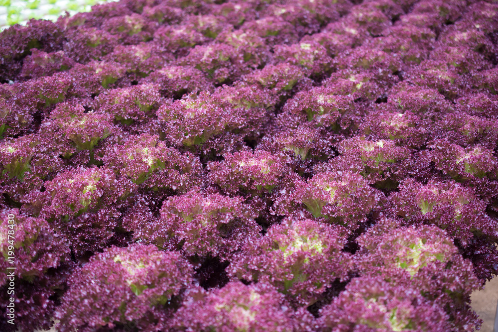 Obraz premium Hydroponic Red Coral lettuce growing in greenhouse at Cameron Highlands, Malaysia