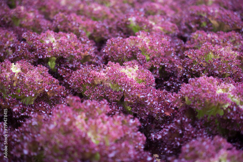 Hydroponic Red Coral lettuce growing in greenhouse at Cameron Highlands, Malaysia