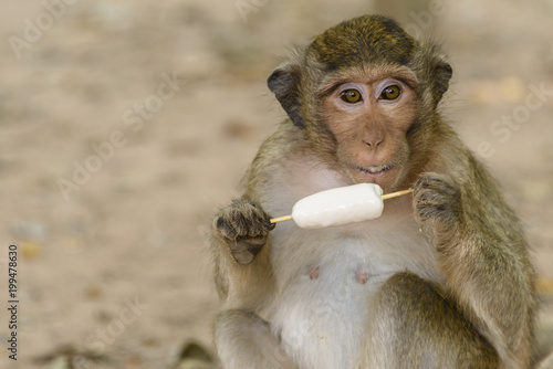 Macquaqe monkey eats an ice-cream which it was given by a tourist, Siem Reap, Cambodia photo