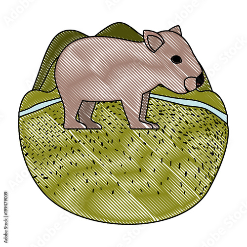 wild wombat australian creature in the camp