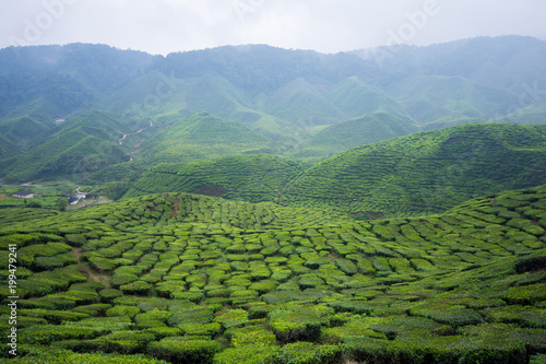 The tea plantations background, tea plantations during cloudy day © azrisuratmin