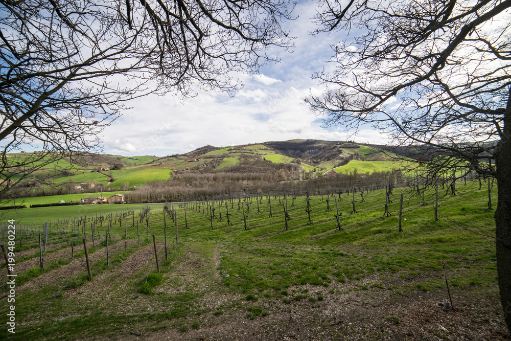 Fototapeta premium Colline Modenesi