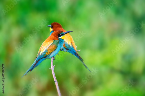 Pair of exotic colorful tropical birds bee-eaters