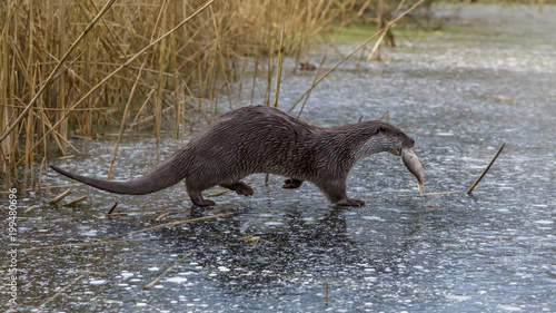 European Otter in winter