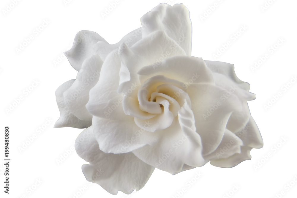 Obraz premium beautiful white flower gardenia on White background