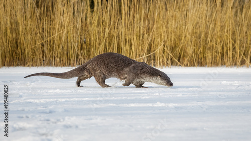 European Otter in winter