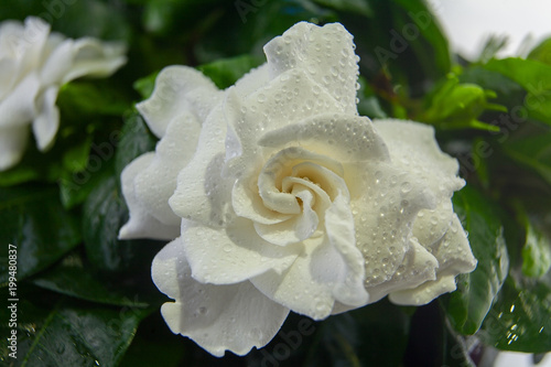 beautiful white flower gardenia on  green background