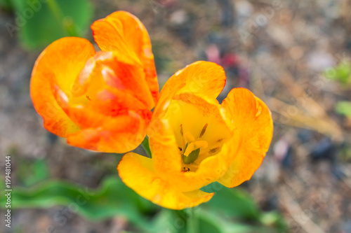 Tulip Flower in Garden. Nature background.Selective focus. Top view. Yellow spring flowers