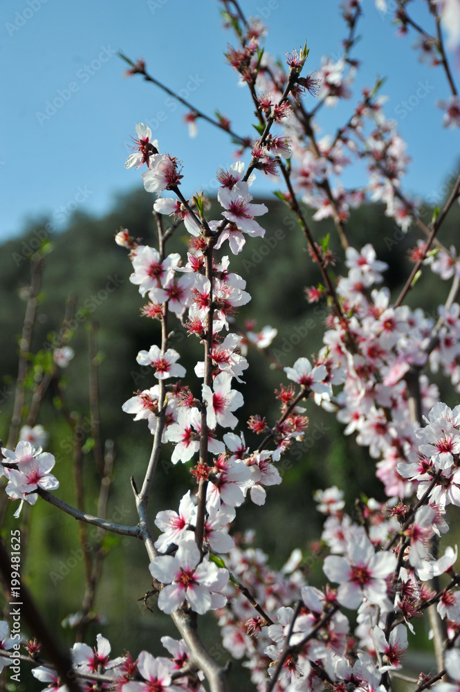 cherry tree cherry tree