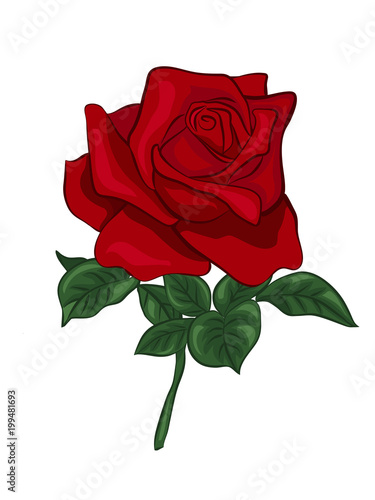 single red rose photo