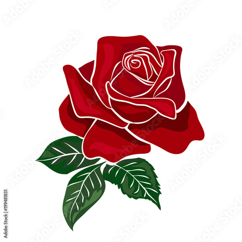 single red rose photo