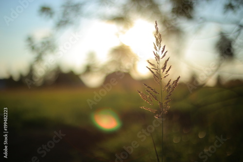 Meadow grass in the sunset.