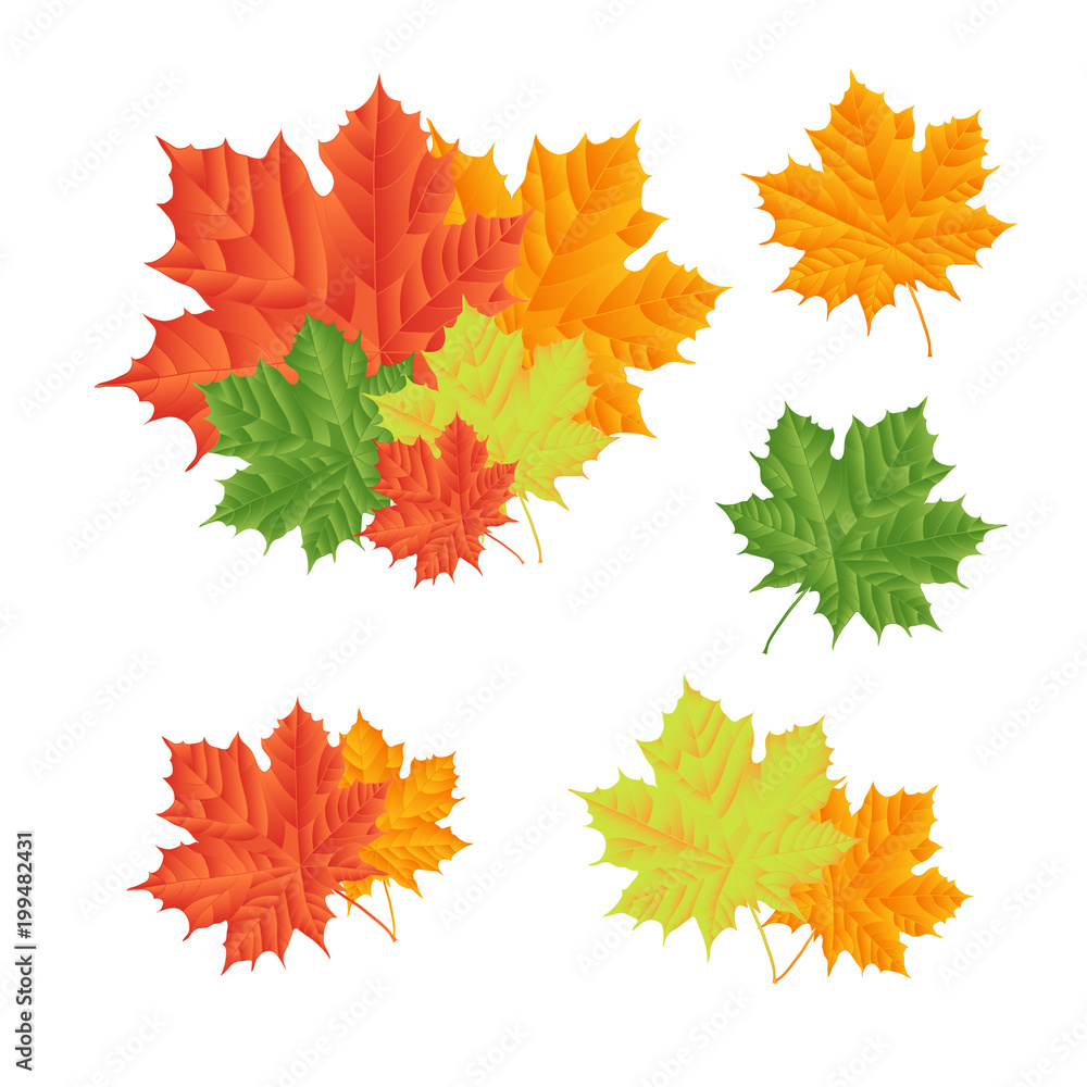Fototapeta premium Set - maple leaves, multi-colored. Seasons. Natural decoration. Drawing.