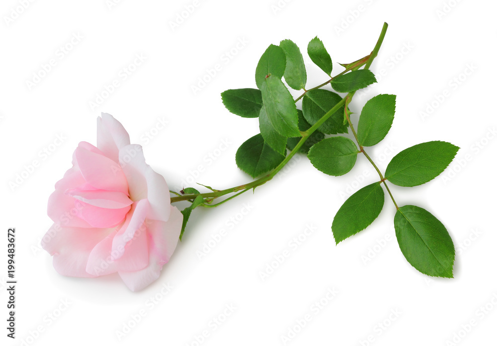 Beautiful pink Rose (Rosaceae) isolated on white background, including clipping path without shade. Germany
