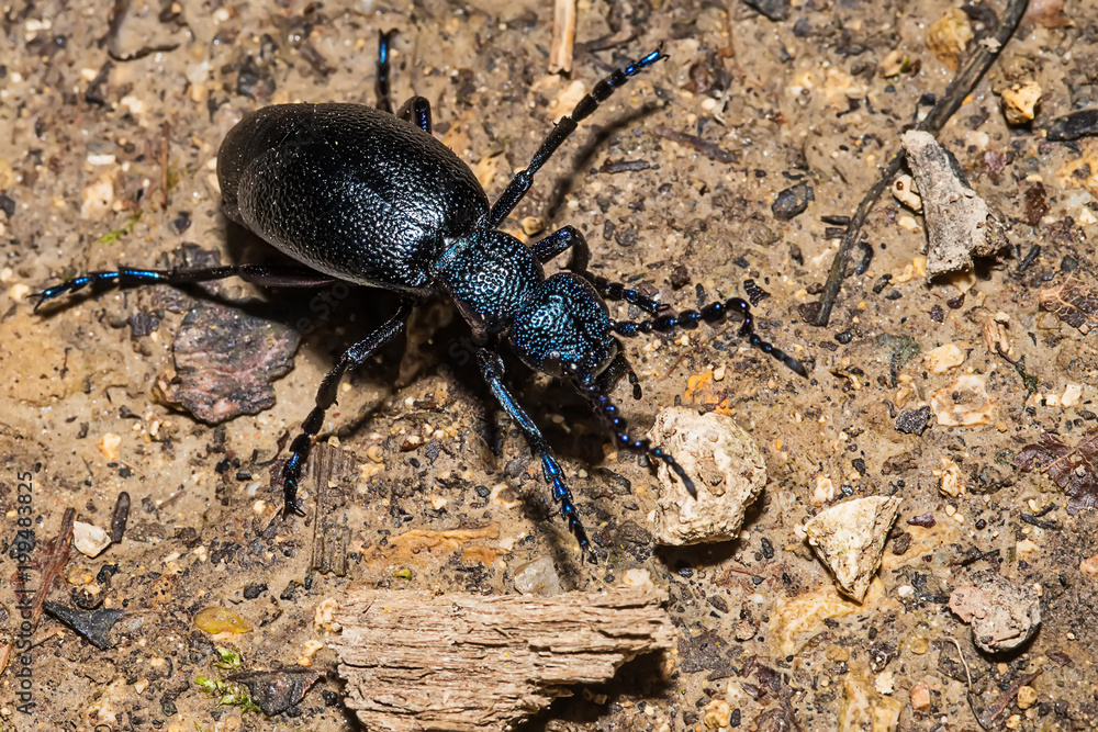 Black beetle on ground
